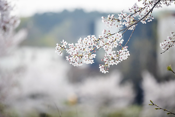 포토 JPG 주간 봄꽃 사람없음 야외 아웃포커스 봄 벚꽃 나뭇가지 벚나무 국내포토 자연요소 나무 계절 꽃 촬영기법 파일형식