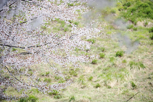 포토 JPG 주간 봄꽃 사람없음 야외 봄 벚꽃 벚나무 국내포토 자연요소 나무 계절 꽃 파일형식