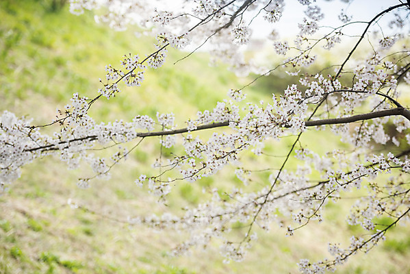 포토 JPG 주간 봄꽃 사람없음 야외 봄 벚꽃 나뭇가지 벚나무 국내포토 자연요소 나무 계절 꽃 파일형식