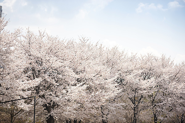 포토 JPG 주간 구름 봄꽃 하늘 사람없음 야외 봄 벚꽃 벚나무 국내포토 자연요소 나무 계절 꽃 파일형식