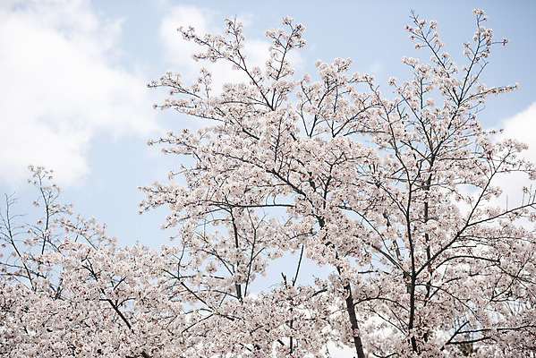 포토 JPG 주간 구름 봄꽃 하늘 사람없음 야외 봄 벚꽃 나뭇가지 벚나무 국내포토 자연요소 나무 계절 꽃 파일형식