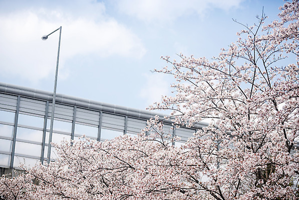 포토 JPG 주간 구름 가로등 봄꽃 하늘 사람없음 야외 봄 벚꽃 벚나무 국내포토 자연요소 나무 계절 공공시설 꽃 파일형식