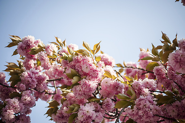 포토 JPG 주간 봄꽃 사람없음 야외 봄 벚나무 겹벚꽃 국내포토 자연요소 나무 계절 꽃 벚꽃 파일형식