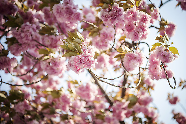 포토 JPG 주간 봄꽃 사람없음 야외 아웃포커스 봄 벚나무 겹벚꽃 국내포토 자연요소 나무 계절 꽃 촬영기법 벚꽃 파일형식