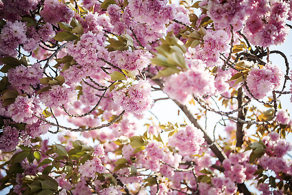 포토 JPG 주간 봄꽃 사람없음 야외 봄 벚나무 겹벚꽃 국내포토 자연요소 나무 계절 꽃 벚꽃 파일형식