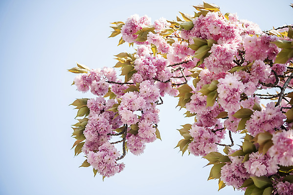 포토 JPG 주간 봄꽃 하늘 사람없음 야외 봄 벚나무 겹벚꽃 국내포토 자연요소 나무 계절 꽃 벚꽃 파일형식