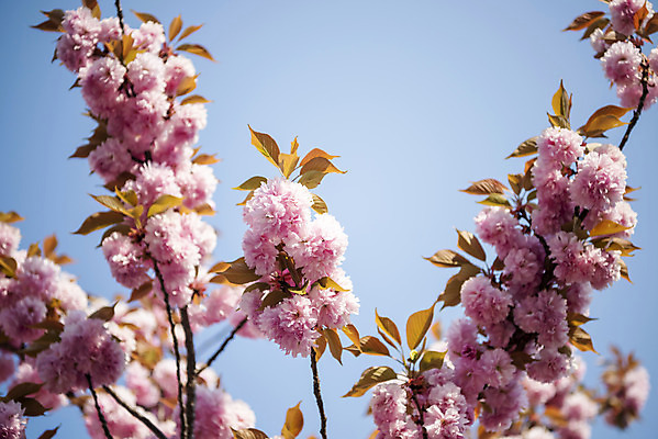 포토 JPG 주간 봄꽃 하늘 사람없음 야외 봄 벚나무 겹벚꽃 국내포토 자연요소 나무 계절 꽃 벚꽃 파일형식