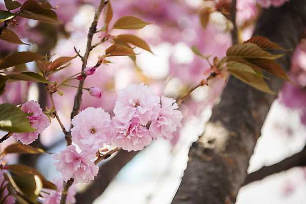 포토 JPG 주간 봄꽃 사람없음 야외 아웃포커스 봄 벚나무 겹벚꽃 국내포토 자연요소 나무 계절 꽃 촬영기법 벚꽃 파일형식