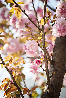 포토 JPG 주간 봄꽃 사람없음 야외 아웃포커스 봄 벚나무 겹벚꽃 국내포토 자연요소 나무 계절 꽃 촬영기법 벚꽃 파일형식