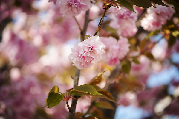 포토 JPG 주간 봄꽃 사람없음 야외 아웃포커스 봄 나뭇가지 벚나무 겹벚꽃 국내포토 자연요소 나무 계절 꽃 촬영기법 벚꽃 파일형식