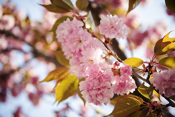 포토 JPG 주간 봄꽃 사람없음 야외 아웃포커스 봄 나뭇가지 벚나무 겹벚꽃 국내포토 자연요소 나무 계절 꽃 촬영기법 벚꽃 파일형식