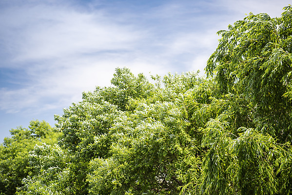 포토 JPG 주간 나무 구름 하늘 사람없음 야외 국내포토 자연요소 식물 파일형식