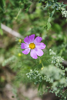 포토 JPG 봄꽃 근접촬영 사람없음 야외 아웃포커스 코스모스 국내포토 꽃 뷰포인트 촬영기법 봄 파일형식