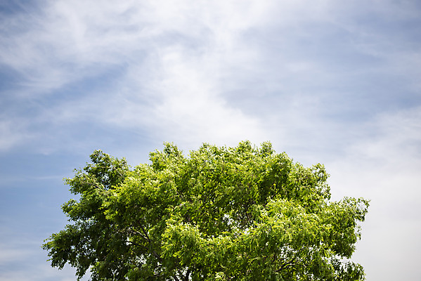 포토 JPG 주간 나무 구름 하늘 사람없음 야외 도시 국내포토 자연요소 식물 파일형식