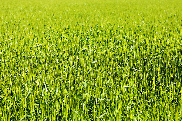 포토 JPG 주간 사람없음 야외 밀 경상남도 특산물 밀밭 진주시 국내포토 자연요소 밭 곡류 경상도 파일형식