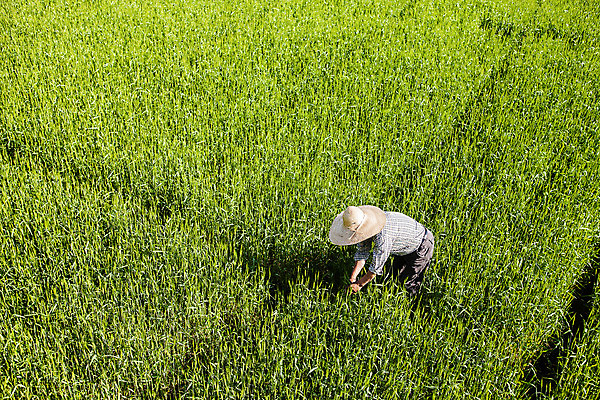 포토 JPG 주간 한명 사람 야외 농부 밀 경상남도 밀짚모자 특산물 밀밭 밀수확 진주시 국내포토 자연요소 직업 모자_잡화 1 밭 곡류 수확 경상도 파일형식