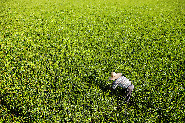 포토 JPG 주간 한명 사람 야외 농부 밀 경상남도 밀짚모자 특산물 밀밭 밀수확 진주시 국내포토 자연요소 직업 모자_잡화 1 밭 곡류 수확 경상도 파일형식