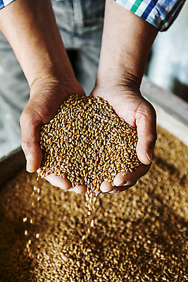 포토 JPG 손 곡류 실내 들기 신체부위 밀 경상남도 특산물 방앗간 진주시 국내포토 모션 사람 내부 경상도 파일형식