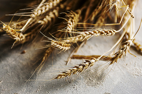 포토 JPG 회색배경 곡류 실내 근접촬영 사람없음 밀 경상남도 특산물 방앗간 진주시 국내포토 뷰포인트 백그라운드 내부 회색 경상도 파일형식