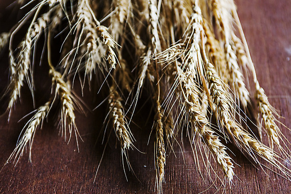 포토 JPG 곡류 실내 근접촬영 사람없음 밀 경상남도 특산물 방앗간 진주시 갈색배경 국내포토 뷰포인트 백그라운드 내부 갈색 경상도 파일형식