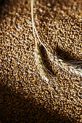 포토 JPG 곡류 실내 사람없음 밀 경상남도 특산물 방앗간 진주시 국내포토 내부 경상도 파일형식