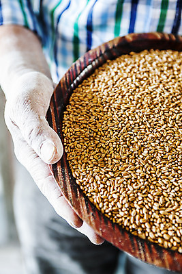 포토 JPG 손 곡류 실내 들기 신체부위 밀 경상남도 특산물 방앗간 나무그릇 진주시 통밀 국내포토 그릇 모션 사람 내부 목재 경상도 파일형식