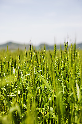 포토 JPG 주간 하늘 사람없음 야외 아웃포커스 소프트포커스 밀 경상남도 특산물 밀밭 진주시 국내포토 자연요소 밭 곡류 촬영기법 경상도 파일형식