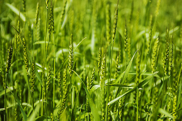 포토 JPG 주간 사람없음 야외 아웃포커스 밀 경상남도 특산물 밀밭 진주시 국내포토 자연요소 밭 곡류 촬영기법 경상도 파일형식