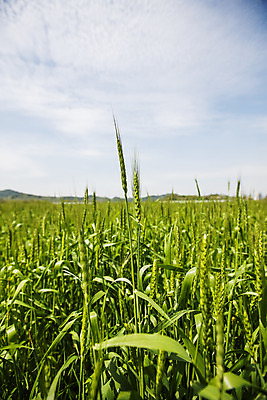 포토 JPG 주간 구름 하늘 사람없음 야외 밀 경상남도 특산물 밀밭 진주시 국내포토 자연요소 밭 곡류 경상도 파일형식