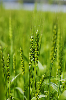 포토 JPG 주간 사람없음 야외 아웃포커스 밀 경상남도 특산물 밀밭 진주시 국내포토 자연요소 밭 곡류 촬영기법 경상도 파일형식