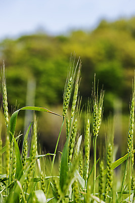 포토 JPG 주간 사람없음 야외 아웃포커스 밀 경상남도 특산물 밀밭 진주시 국내포토 자연요소 밭 곡류 촬영기법 경상도 파일형식