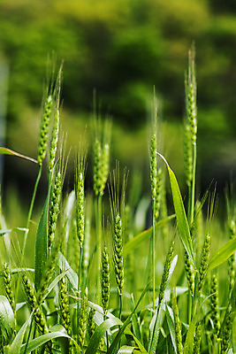 포토 JPG 주간 사람없음 야외 아웃포커스 밀 경상남도 특산물 밀밭 진주시 국내포토 자연요소 밭 곡류 촬영기법 경상도 파일형식