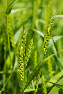 포토 JPG 주간 근접촬영 사람없음 야외 밀 경상남도 특산물 밀밭 진주시 국내포토 자연요소 뷰포인트 밭 곡류 경상도 파일형식