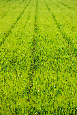 포토 JPG 주간 사람없음 야외 밀 경상남도 특산물 밀밭 진주시 국내포토 자연요소 밭 곡류 경상도 파일형식