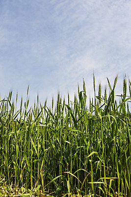 포토 JPG 주간 구름 하늘 사람없음 야외 밀 경상남도 특산물 밀밭 진주시 국내포토 자연요소 밭 곡류 경상도 파일형식
