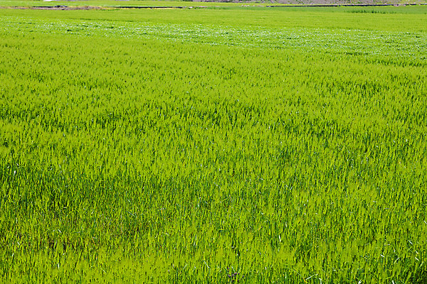 포토 JPG 주간 사람없음 야외 밀 경상남도 특산물 밀밭 진주시 국내포토 자연요소 밭 곡류 경상도 파일형식
