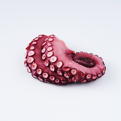 포토 JPG 스튜디오촬영 음식 식재료 실내 사람없음 해산물 흰배경 문어 문어다리 빨판 문어숙회 국내포토 백그라운드 연체동물 내부 수중동물 흰색 숙회 파일형식