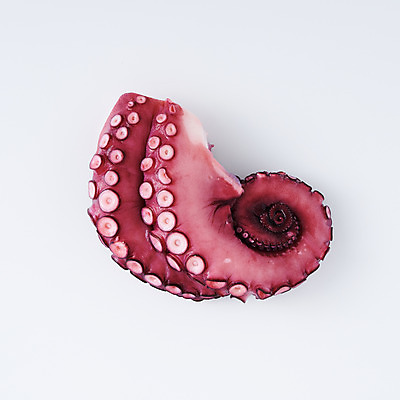 포토 JPG 스튜디오촬영 음식 식재료 실내 사람없음 하이앵글 해산물 흰배경 문어 문어다리 빨판 문어숙회 국내포토 뷰포인트 백그라운드 연체동물 내부 수중동물 흰색 숙회 파일형식