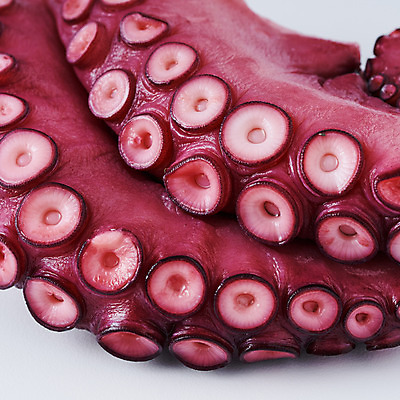 포토 JPG 스튜디오촬영 음식 식재료 실내 근접촬영 사람없음 해산물 흰배경 문어 문어다리 빨판 문어숙회 국내포토 뷰포인트 백그라운드 연체동물 내부 수중동물 흰색 숙회 파일형식