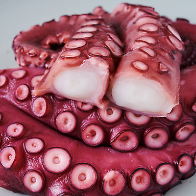 포토 JPG 스튜디오촬영 음식 식재료 회색배경 단면 실내 근접촬영 사람없음 해산물 문어 문어다리 빨판 문어숙회 국내포토 뷰포인트 백그라운드 연체동물 내부 수중동물 회색 숙회 파일형식