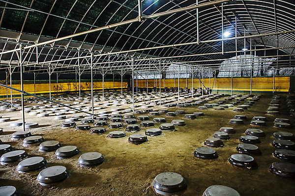 포토 JPG 한국전통 공장 실내 사람없음 항아리 땅 경상북도 저장 특산물 일렬 발효 식초 예천 국내포토 전통 공업 한국 내부 도자기 경상도 파일형식