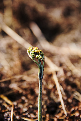포토 JPG 주간 식재료 근접촬영 사람없음 야외 아웃포커스 흙 땅 경상남도 특산물 고사리 남해군 산나물 국내포토 자연요소 뷰포인트 채소 촬영기법 경상도 나물 파일형식