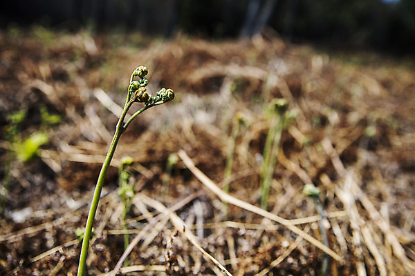 포토 JPG 주간 식재료 사람없음 야외 아웃포커스 흙 땅 경상남도 특산물 고사리 남해군 산나물 국내포토 자연요소 채소 촬영기법 경상도 나물 파일형식