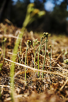 포토 JPG 주간 식재료 사람없음 야외 아웃포커스 흙 소프트포커스 땅 경상남도 특산물 고사리 남해군 산나물 국내포토 자연요소 채소 촬영기법 경상도 나물 파일형식