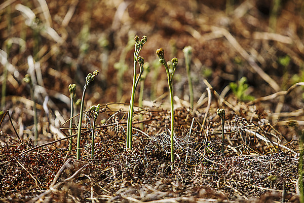 포토 JPG 주간 식재료 사람없음 야외 아웃포커스 흙 땅 경상남도 특산물 고사리 남해군 산나물 국내포토 자연요소 채소 촬영기법 경상도 나물 파일형식