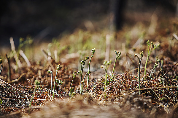 포토 JPG 주간 식재료 사람없음 야외 아웃포커스 흙 땅 경상남도 특산물 고사리 남해군 산나물 국내포토 자연요소 채소 촬영기법 경상도 나물 파일형식