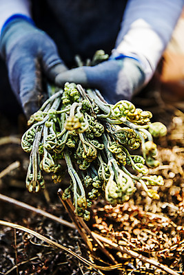 포토 JPG 주간 손 식재료 들기 근접촬영 야외 신체부위 흙 경상남도 특산물 고사리 남해군 산나물 국내포토 자연요소 뷰포인트 채소 모션 사람 경상도 나물 파일형식