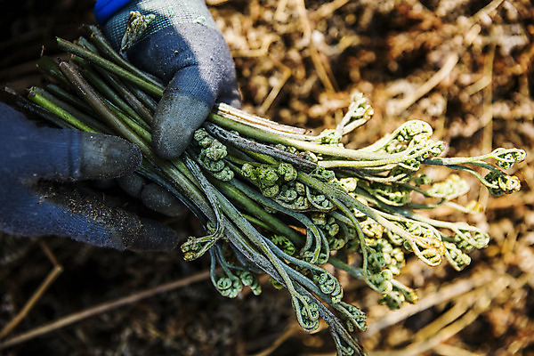 포토 JPG 주간 손 식재료 들기 야외 아웃포커스 신체부위 흙 경상남도 특산물 고사리 남해군 산나물 국내포토 자연요소 채소 모션 촬영기법 사람 경상도 나물 파일형식