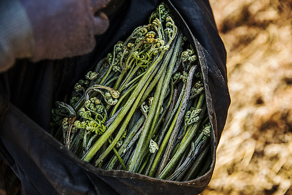 포토 JPG 주간 식재료 사람없음 야외 아웃포커스 주머니 경상남도 담기 특산물 고사리 남해군 산나물 국내포토 자연요소 채소 모션 촬영기법 경상도 나물 파일형식