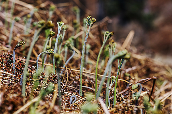포토 JPG 주간 식재료 사람없음 야외 아웃포커스 흙 소프트포커스 경상남도 특산물 고사리 남해군 산나물 국내포토 자연요소 채소 촬영기법 경상도 나물 파일형식